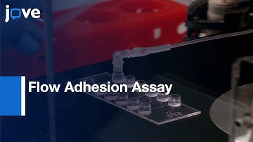 Flow Adhesion Assay to Study Leucocyte Recruitment Hepatic Endothelium | Protocol Preview