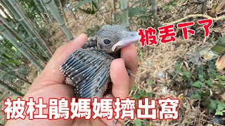 The young bird was squeezed out of the nest by the cuckoo mother and fell from a height of 6 meters