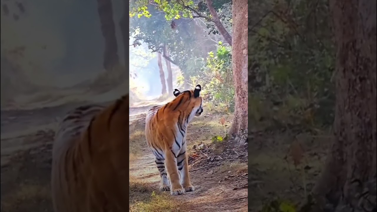 Morning Area Marking  | Tiger sitting 