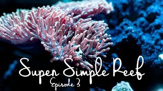 Time To add Fish To The Super Simple Reef