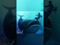 يونان النبي كان في بطن الحوت حالات واتس