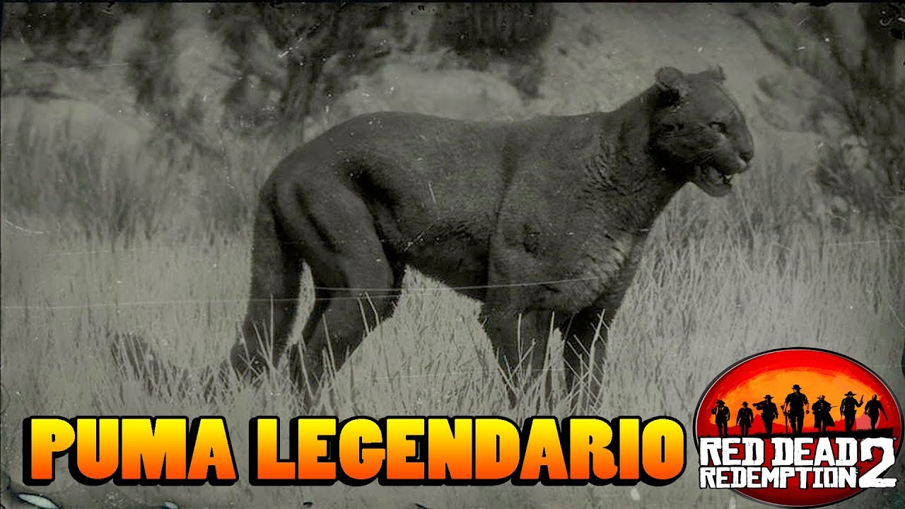 Costoso Lamer hilo Puma legendario - Guia caza RED DEAD REDEMPTION 2 - YouTube