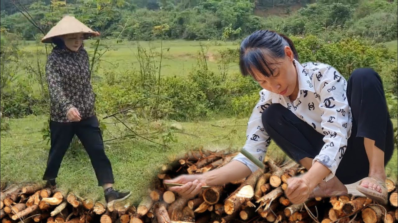 single mother: going to collect firewood to prepare for the upcoming ...