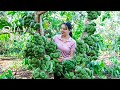 Lucia harvesting qu v to market sell   vegetable gardening lucias daily life