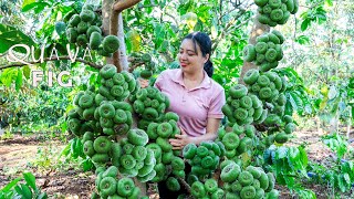 Lucia Harvesting QUẢ VẢ To Market Sell   Vegetable gardening! Lucia