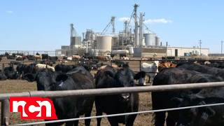 From Feedlot to Fuel | Headline News From Feedlot to Fuel | Headline News