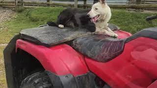 Bala Sheepdog  Becky Lot 17