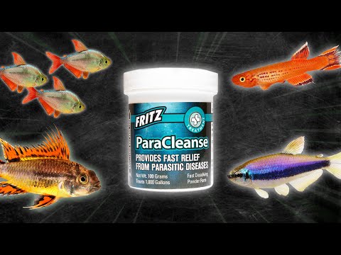 How to Treat Fish with Internal Parasites | Skinny Disease, Bloating, White Stringy Poop