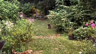 My backyard groundhog enjoying my flowers!