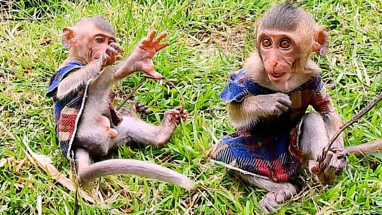 Happy life every day ❤️|MonkeyLivLiv Fan