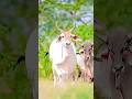 गौ माता के लिए लाइक करे 🙏🙏 #funny #cow #coupleshortstv