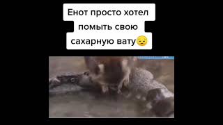 Енот плачет хотел помыть вату