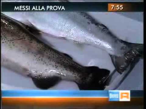 Video: La trota salmonata è uguale al salmone?