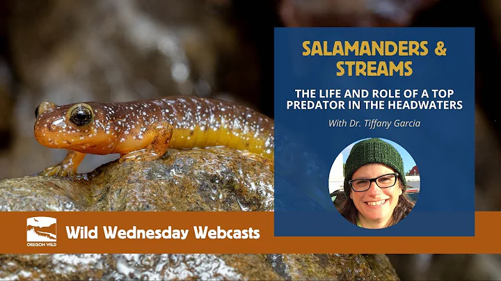 Salamanders and Streams: A Top Predator in the Headwaters