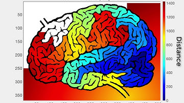 Breadth-First Search (BFS) in a Brain Maze