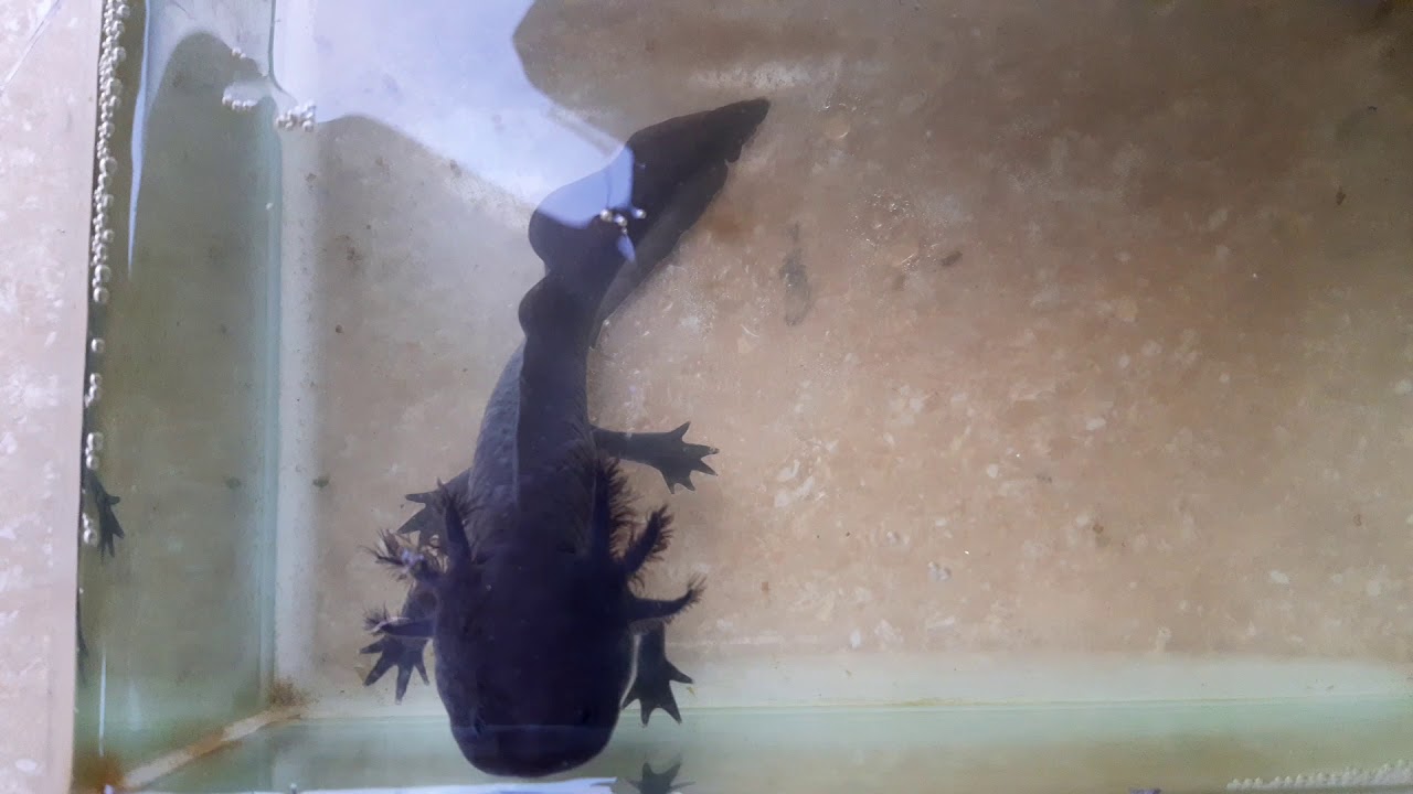 Cá rồng 6 sừng - YouTube