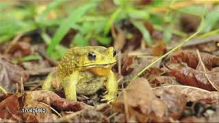 Dank Animal Memes Compilation