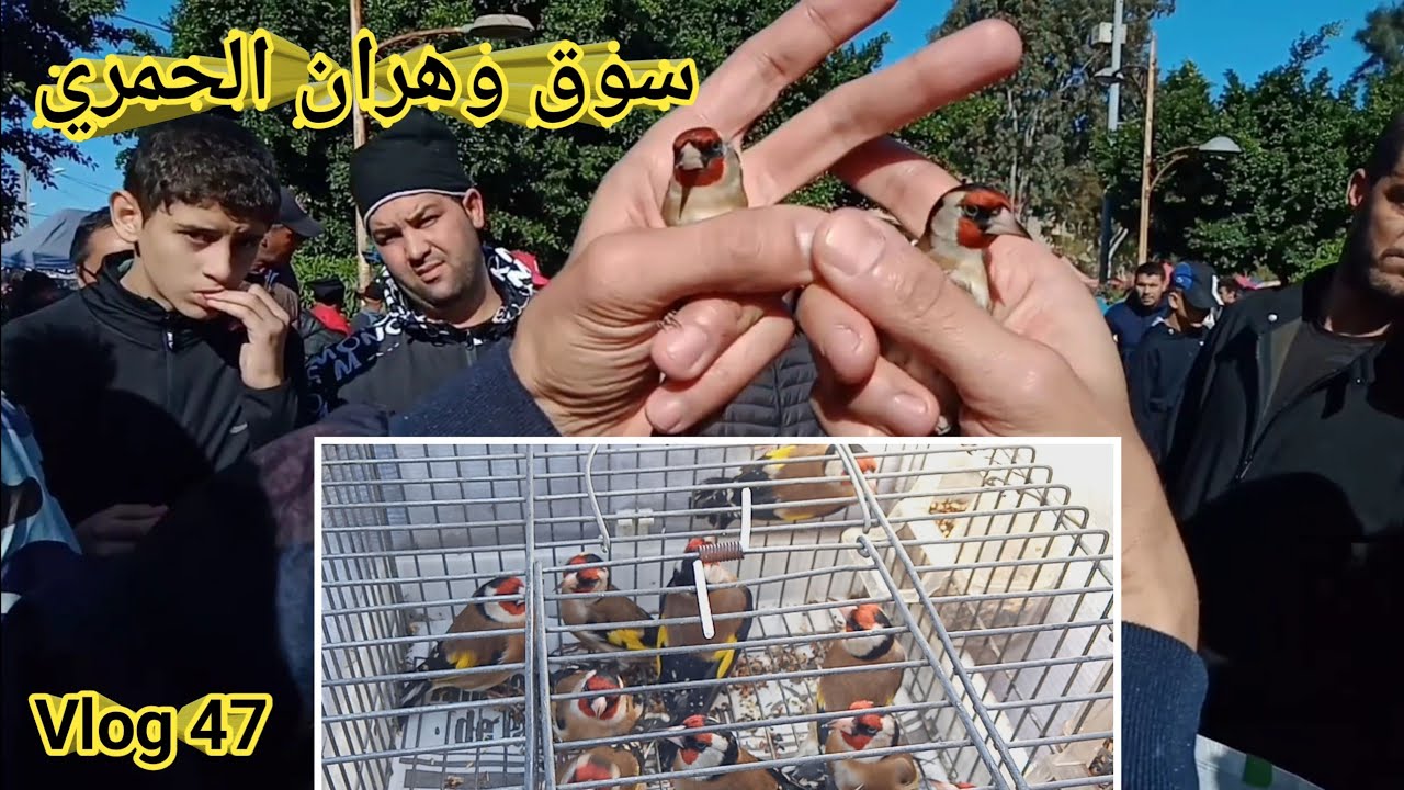 سوق  الحمري للطيور 2021 / وهران / المقنين دار حالة اليوم في الحمري سوق الغرب وهران الباهية