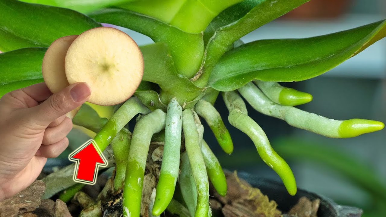 1 тонкий кусочек каждую неделю! И корни, и листья, и орхидеи цветут круглый год.