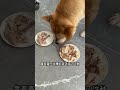 狗吃啥我吃啥之真假羊肉