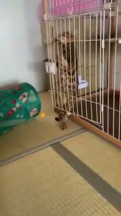 viral video 41080p 9