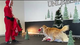 Unleashed Niagara Holiday Dog Frolic 2023