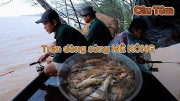 Câu Tôm ngày mưa lai rai " trên dòng sông Mê Kông " | Gấc Quê