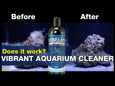 Will Vibrant solve your algae problems? Does it really work? | BRStv Investigates
