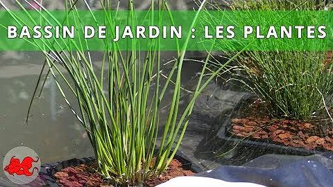 Quelles plantes dans un bassin ?