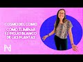 Cómo eliminar el piojo blanco de las plantas ✅