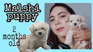 Paano mag alaga ng Malshi puppy | 2 months old Maltese Shih Tzu puppy