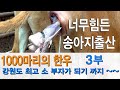 1,000여마리의 한우를 키우는 강원도 소부자 성장기  3부 너무나 힘들게 송아지를 낳는 위기의 송아지 출산 과정 이야기입니다