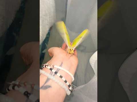 She has something to show you! She was excited to show me too #moths