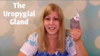 What is a Uropygial Gland?