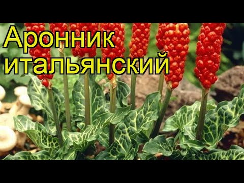 Бейне: Аронник Бессер