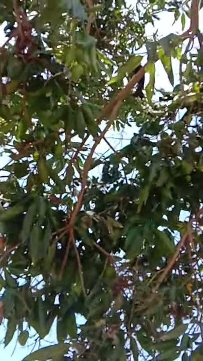 burung sringunting