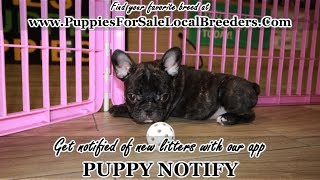 BLACK BRINDLE FRENCH BULLDOG PUPPIES FOR SALE, GEORGIA LOCAL BREEDERS, GWINNETT COUNTY, GA