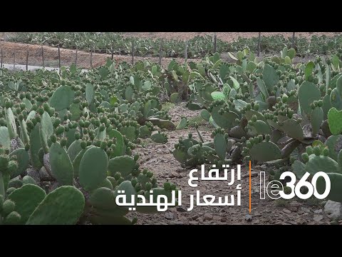 ارتفاع أسعار الهندية لمستويات قياسية الأسباب الكاملة