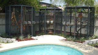 Florida Bird Room Tour And Outdoor Aviaries!