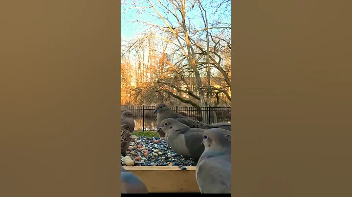 Graceful Gathering of Mourning Doves at the Feeder  #birds#viral #wildlife #nature #shorts
