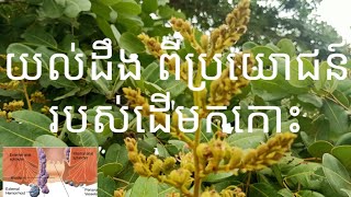 ដើមកកោះ#កកោះ ជាថ្នាំបុរាណ#ខ្មែរ#khmer remady