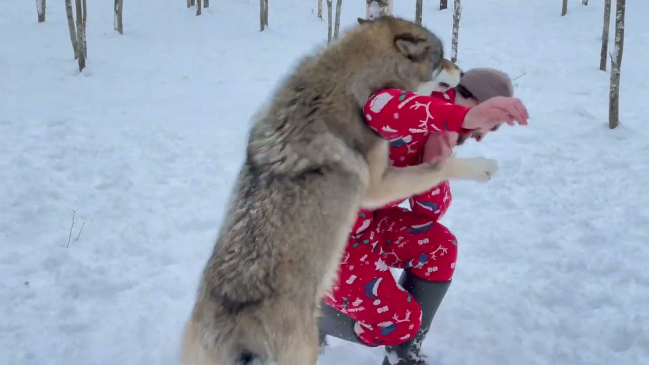Рискнул зайти к ЯКУТСКОМУ ВОЛКУ 🐺. С НОВЫМ 2022 ГОДОМ 🎉