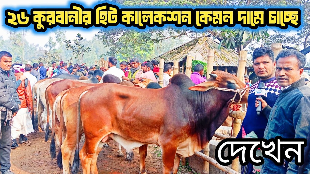 @২/১/২৬, ভালো মানের খামার উপযোগী শাহিওয়াল গরু কেমন দামে বেচা বিক্রি হচ্ছে আমবাড়ি হাটে দেখুন!