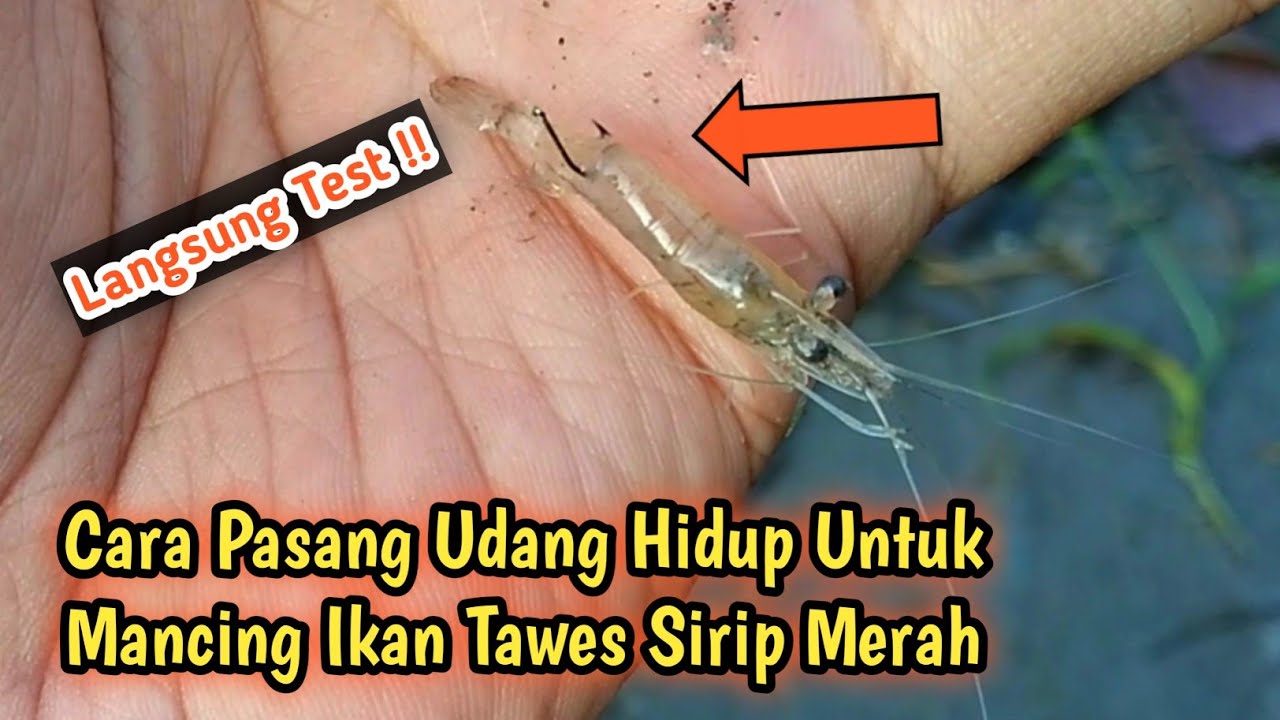 Cara Mancing Ikan Tawes Dengan Umpan Udang Hidup | Langsung Test Spot