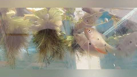 Cá Sặc Bướm nuôi thủy sinh-Bể cá thủy sinh của học sinh lớp 1 | Nuôi cá dưỡng tâm