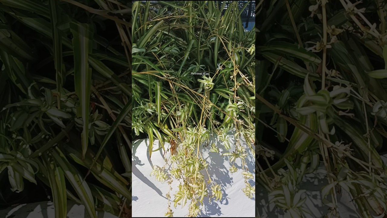 Chlorophytum comosum | Spider plant