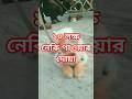 #আবু_ত্বহা_মুহাম্মদ_আদনান #দোয়া #cat #waz #abutohamohammadadnan #shorts #video #viral #reels #fyp