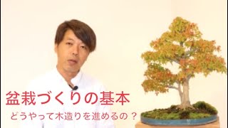 盆栽づくりの基本・どうやって整形していくの ? 樹の性質