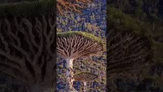 The most unique forest in the world! 🤯✨ #socotra #nature #mysterious #shorts #trending #viral #tree