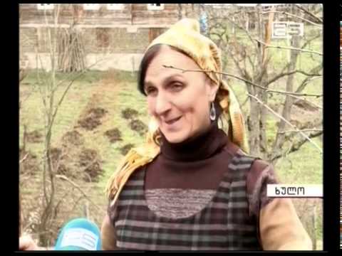 თოვლმა ხულოში ხეხილი მოყინა